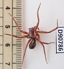 D90786. Insects, Lycosidae sp. Vietnam Central picture