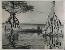 1938 Press Photo Dismal Swamp in N.C. cypress trees as a boatman goes past picture