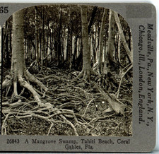 FLORIDA, A Mangrove Swamp Tahiti Beach, Coral Gables--Keystone Stereoview Z101 picture
