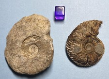 Two Lovely Jurassic Ammonites Quenstedtoceras & Harpoceras 160/180 million ya picture