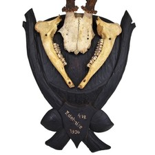 Large 17in Vintage 1936 Roe Deer Black Forest Antler Taxidermy Zdobnice Plaque picture
