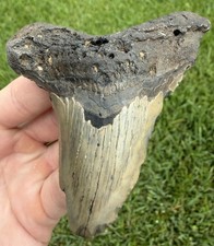 XL 3.41” Angustiden Shark Tooth Fossil Megalodon Ancestor picture