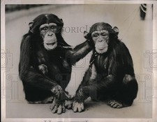 1938 Press Photo London England George & Jublee the chimps at zoo picture