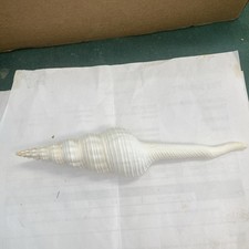 White Spindle Seashell Shell Home Decor Ocean Beach 6.78 inches picture