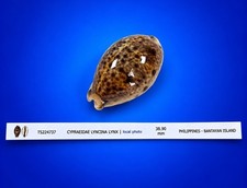 Cypraea lyncina lynx Cowrie Shell 38.9mm eyed cowrie w/data label picture