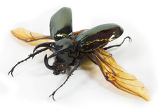 CHALCOSOMA ATLAS BEETLE - EXPERTLY SPREAD & READY TO FRAME picture