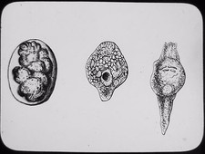 Glass Magic Lantern Slide CROWN ANIMALCULE EARLY STAGE C1900 DRAWING POND LIFE picture