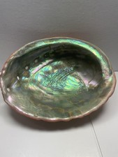Beautiful Large Red Abalone Shell Natural Specimen 8