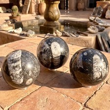 Orthoceras Fossil Sphere Polished Carving Genuine Morocco Mineral picture