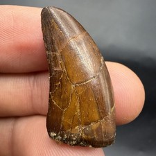 TYRANNOSAUR TOOTH REAL DINOSAUR TOOTH FOSSIL 1.25” POSSIBLE NANOTYRANNUS picture