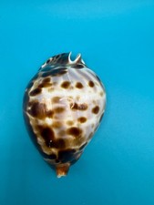 Cypraea (Zoila) friendii vercoi 76.76mm, Seashell picture