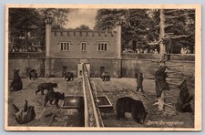 Vintage Bern Switzerland Postcard Bears Pit Barengraben Fosse aux Ours c1915 B&W picture