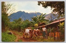 Postcard Typical Scene in Mountains of Costa Rica with Farmer's Home and Ox-Cart picture