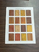 1903 Antique Nut Wood Specimens Print – Saalfield Britannica Color Plate picture