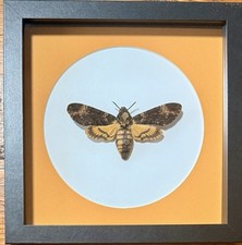 Death’s Head Hawk Moth, Acherontia Atropos, Poland. Real Framed Insect  picture