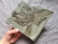 Very Rare Huge Partial Pygopterus Predatory Fish Fossil From The Permian Age picture
