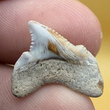 JUVENILE ANGUSTIDENS SHARK TOOTH - AMAZING COLORS BABY MEGALODON ANCESTOR .7” picture