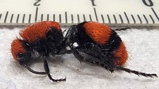 Dasymutilla occidentalis Female Red Velvet Ant Cow Killer 16.75mm JM-3 Wasp picture