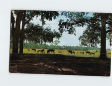 Postcard Rosemere Farm, Ocala, Florida picture