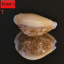 Cypraea helvola f. hawaiiensis #1 24.8mm ULTRA ROSTRATED GEM from Hawaii picture