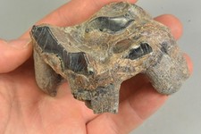 Woolly Rhino Tooth,  Siberia, Russia picture
