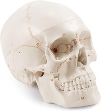 Laser-Etched Human Skull Model - A Distinctive Learning Tool for Anatomy picture
