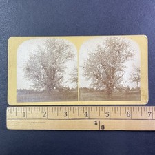 Franklin NH Cherry Blossom Tree Stereoview D.W. Herrick 1870s New Hampshire picture