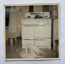 Vtg Color Snapshot Cute White Kittens Cats Playing in Retro Kitchen Gas Stove picture