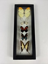 5 Real Butterfly Collection Mounted Double Glass Black Frame Wall Decor 12.5” picture