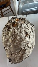 Hornet's Nest Paper Wasp Beehive Decor Science School Taxidermy LARGE 17x13x13” picture