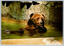 c1980s San Diego Zoo Alaskan Brown Bear Ireland Postcard picture