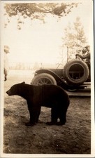 1920s Yellowstone Bear & Touring Car Photograph with Men Watching National Park picture
