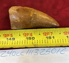 Rare Carcharodontosaurus Dinosaur Tooth T Rex Cousin 95 Mil Yrs Fossil 2 3/8 picture