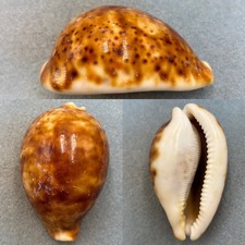 #3 Cypraea pantherina 88.2mm F No Data picture