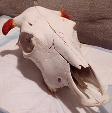Real Cow Skull with Horns and Teeth Collectible Animal Skull Decor picture