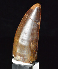 Carcharodontosaurus Dinosaur Tooth, Kem Kem, Morocco 2.76