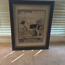 Black & White Greyhound Dog Art Print Portrait Matted & Framed picture