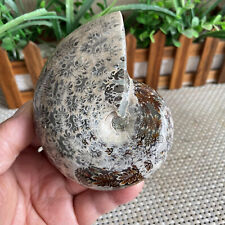 500g Rare Natural conch Ammonite fossil specimens of Madagascar B1053 picture