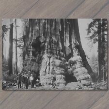 POSTCARD Giant Redwood Tree Men Posing Forest Retro Old School Wild Interesting picture
