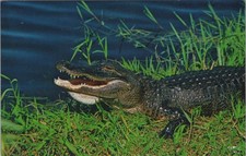 Florida FL Alligator in the Florida Everglades Murphy Bros. Press, Inc. Postcard picture