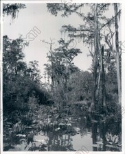 1980 Southeast Georgia the Okefenokee Swamp Twisting Waterways Press Photo picture