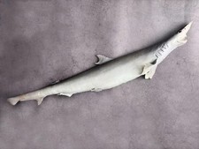Shark Taxidermy Rhizoprionodon acutus picture