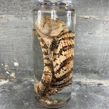 Wet Reptile Specimen Preserved in Alcohol, Cabinet of Curiosities XXL picture