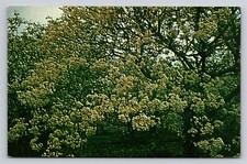 Covington Louisiana Tung Orchards Flowers Vintage LA Postcard View picture