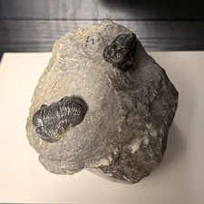 Trilobite Fossil Genuine Specimen Rock Matrix Two Trilobites Excellent Condition picture