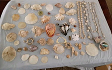 Large Seashell Collection Lot Conch Shell Necklaces Beach Coastal Nautical Decor picture