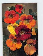 Postcard Nasturtium picture