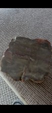 Petrified Wood: The World of Fossilized Wood, Cones, Ferns, and Cycads picture