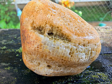 Wisconsin Honeycomb Coral Fossil 4 oz Lake Michigan Beach Find Natural Specimen picture