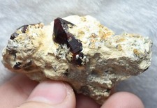99 Carat Top Quality Natural Chondrodite ( Chlinohumite ) Crystal On Matrix picture
